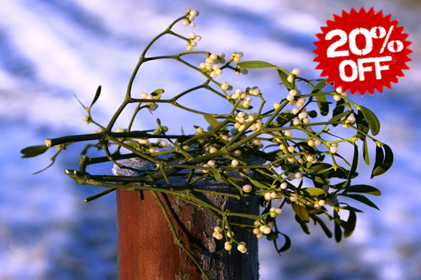 Fresh Mistletoe Sprigs-1