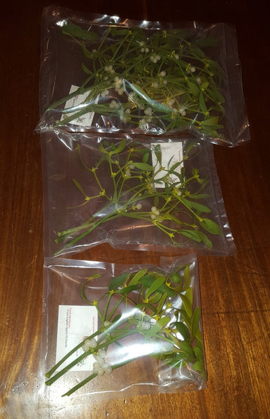 Sealed Mistletoe Solutions