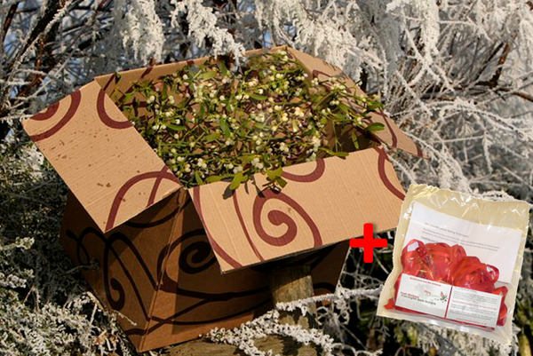 Wholesale Mistletoe with Finishing Kit