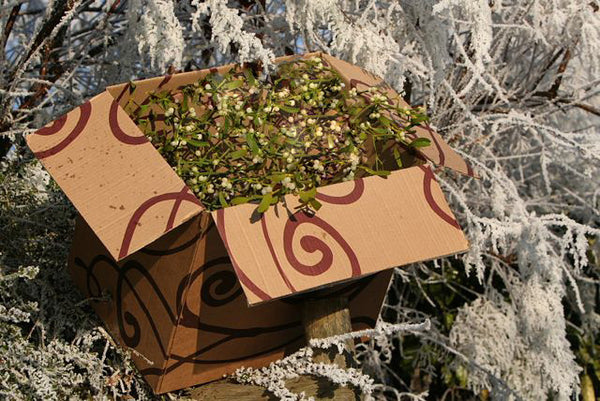 Wholesale Mistletoe