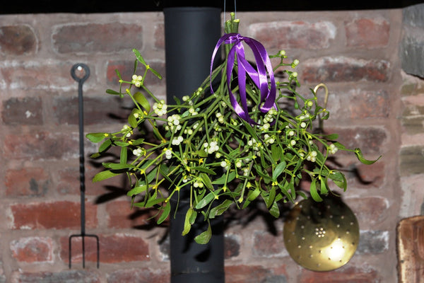 Large Mistletoe Bunches-2