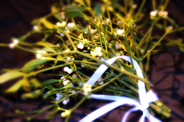 Large Mistletoe Bunches-3